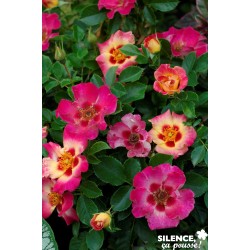 Rosier Sunshine Babylon®...