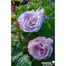 Rosier Lady Perfume® C6L