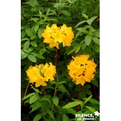 AZALEA mollis Lingot D'Or...