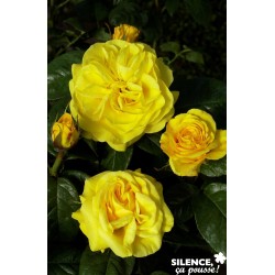 Rosier Noces D Or® C6L