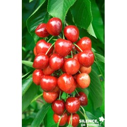 Cerisier Summit Tg-Gob-C10L