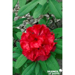 Rhododendron X Tornado C7L