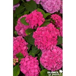 HORTENSIA eughen Hahn C5L