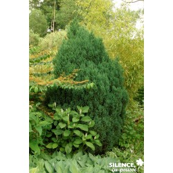 Juniperus Chinensis Stricta...