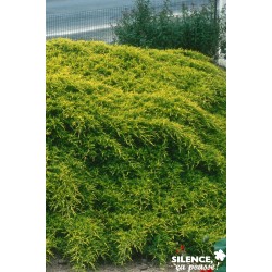 Juniperus Media Old Gold C4.5L
