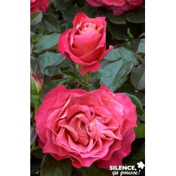 Rosier Belle Epoque® C6L