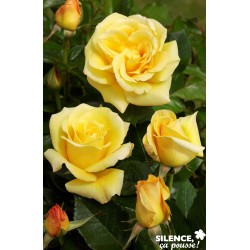 Rosier Glorius® C6L