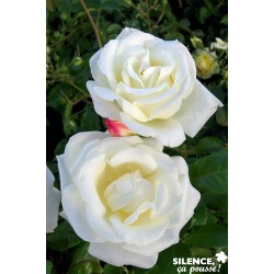 Rosier Galahad® C6L