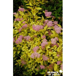 Spiraea Japonica Goldmound...