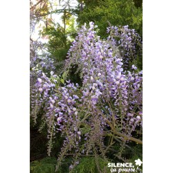 Wisteria Formosa Issai...