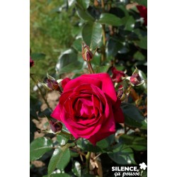 Rosier Le Grd Huit® C6L