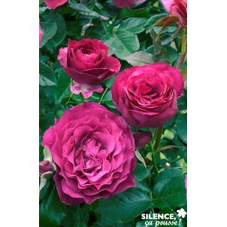 ROSIER blue Eden © C6L-Deco