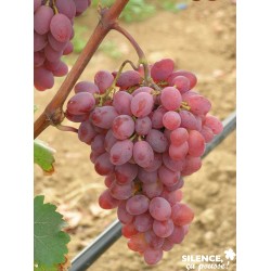 Vigne Katharina Palis-C15L