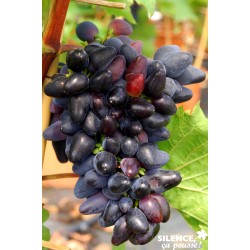 Vigne Philipp Palis-C15L