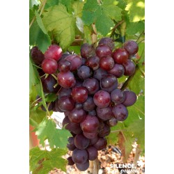 Vigne Cardinal Palis-C15L