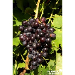 Vigne Muscat Hambourg...