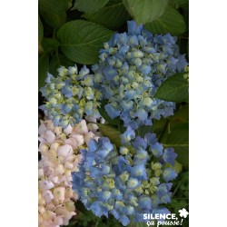 HORTENSIA mathilda Gutges C...