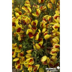 Cytisus Scoparius Andreanus...