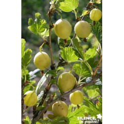 Groseillier Epineux Blc...