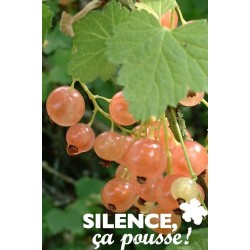 Groseillier Grappes...