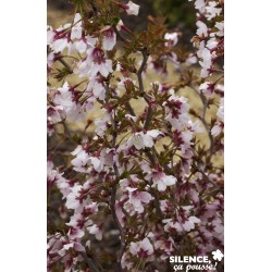 Prunus Incisa 'Kojo No Mai'...