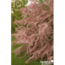 Tamarix Tetrandra Tfe-C4.5L