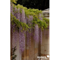 WISTERIA fl.macrobotrys
