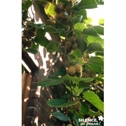 Kiwi Solo Palis-C4L