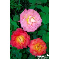 Rosier Festirose® C6L