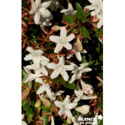 ABELIA gr.sherwood C 4.5 Mel
