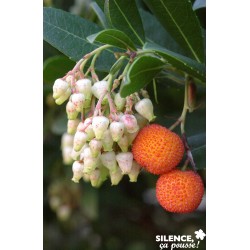ARBUTUS uned.atlantic C 4.5...