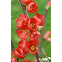 CHAENOMELES speciosa Rubra...