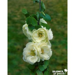 CHAENOMELES speciosa...