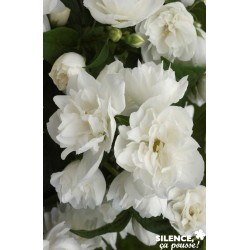 PHILADELPHUS virginal C4.5L