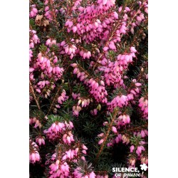 ERICA darleyensis Kramer'S...