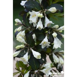 WEIGELA ebony & Ivory (R) C...