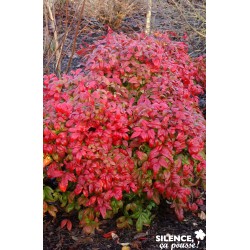 NANDINA dome.fire Power C...