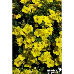 POTENTILLA fr.kobold C 4.5 Mel