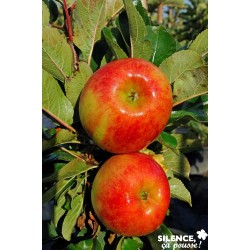 POMMIER rhapsodie Cov C 7...