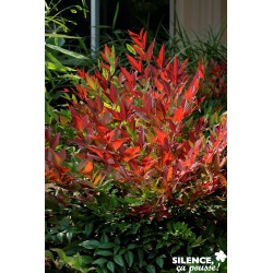 NANDINA dome.obsessed (R) C...