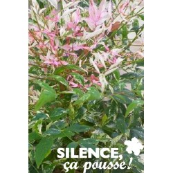 NANDINA dome.twilight Cov C...