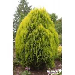 THUJA orie.aurea Nana C 2 V...
