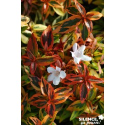 ABELIA gr.kaleidoscope Cov...