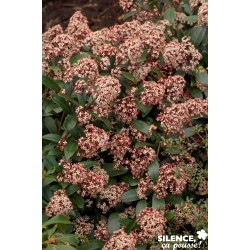 SKIMMIA j.rubella C 2 V Pan