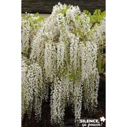 Wisteria Floribunda Alba...