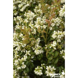 LEUCOTHOE axil.twisting Red...