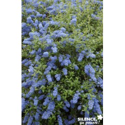 CEANOTHUS italian Skies C...