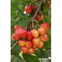 Cerisier napoleon tg-gob-c10l