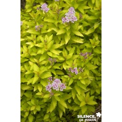 SPIRAEA j.zen'spirit (R)...