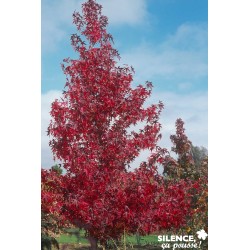 Liquidambar Styraciflua...